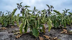 Perché le melanzane perdono il colore: non avete controllato la temperatura
