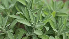 Piante aromatiche: perché la salvia non dovrebbe mai essere piantata a meno di un metro dal rosmarino